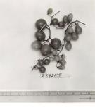 Click for 1 image(s) for this accession. FRUIT